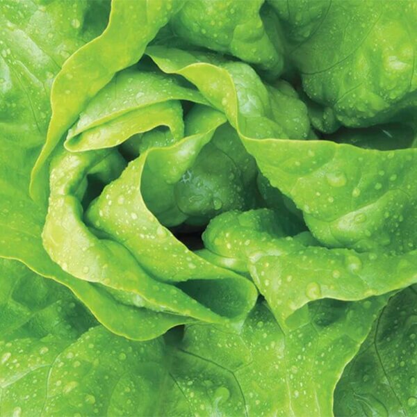 West Coast Seeds Butterhead Lettuce